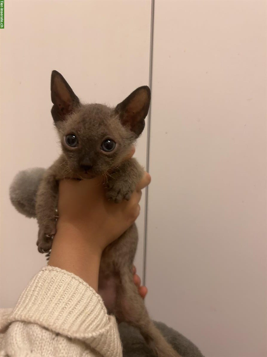 Bild 4: Don Sphynx Kitten mit Smaragd Augenfarbe