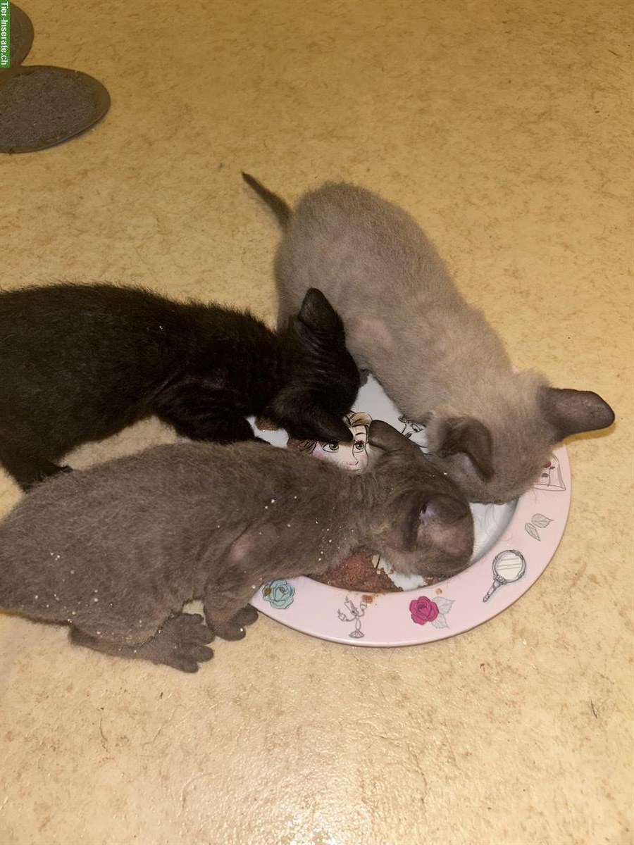Bild 5: Don Sphynx Kitten mit Smaragd Augenfarbe