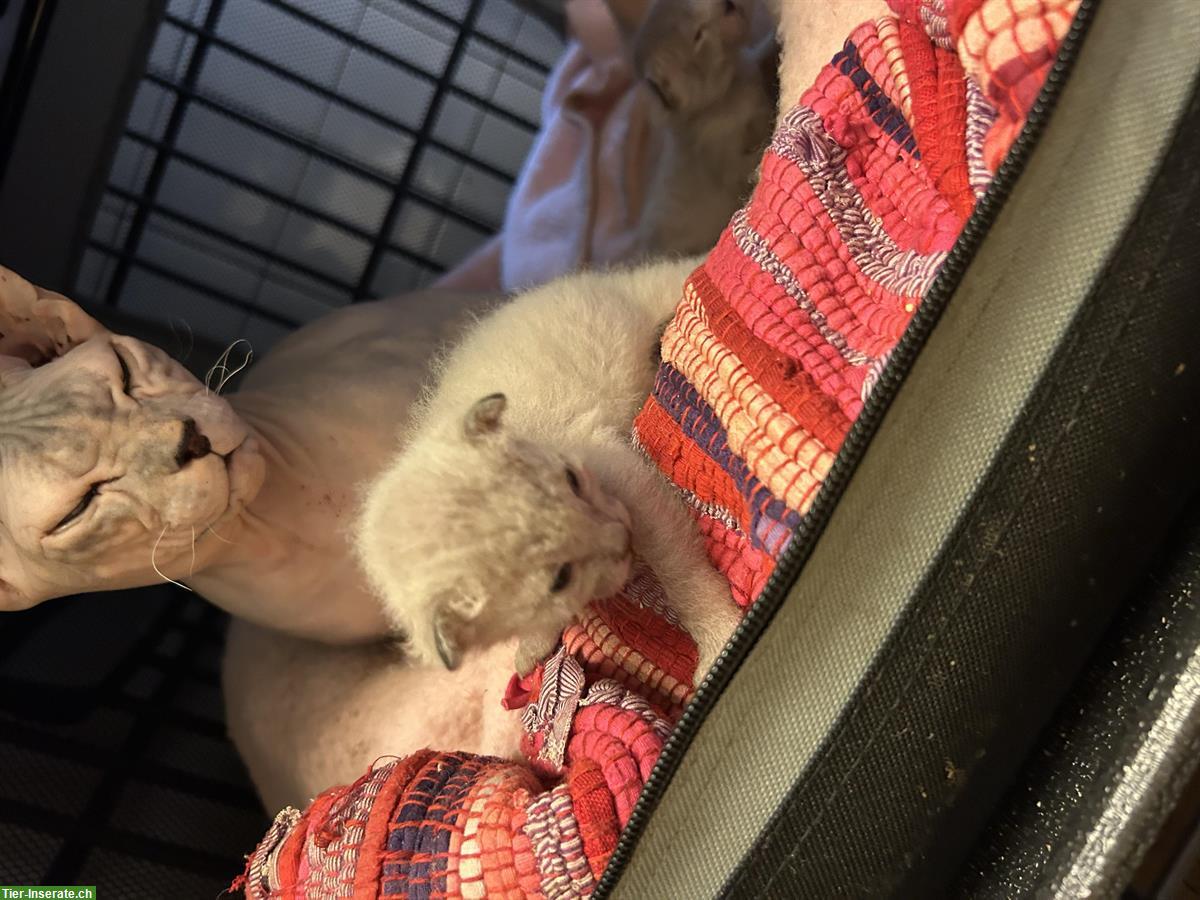 Bild 6: Don Sphynx Kitten mit Smaragd Augenfarbe