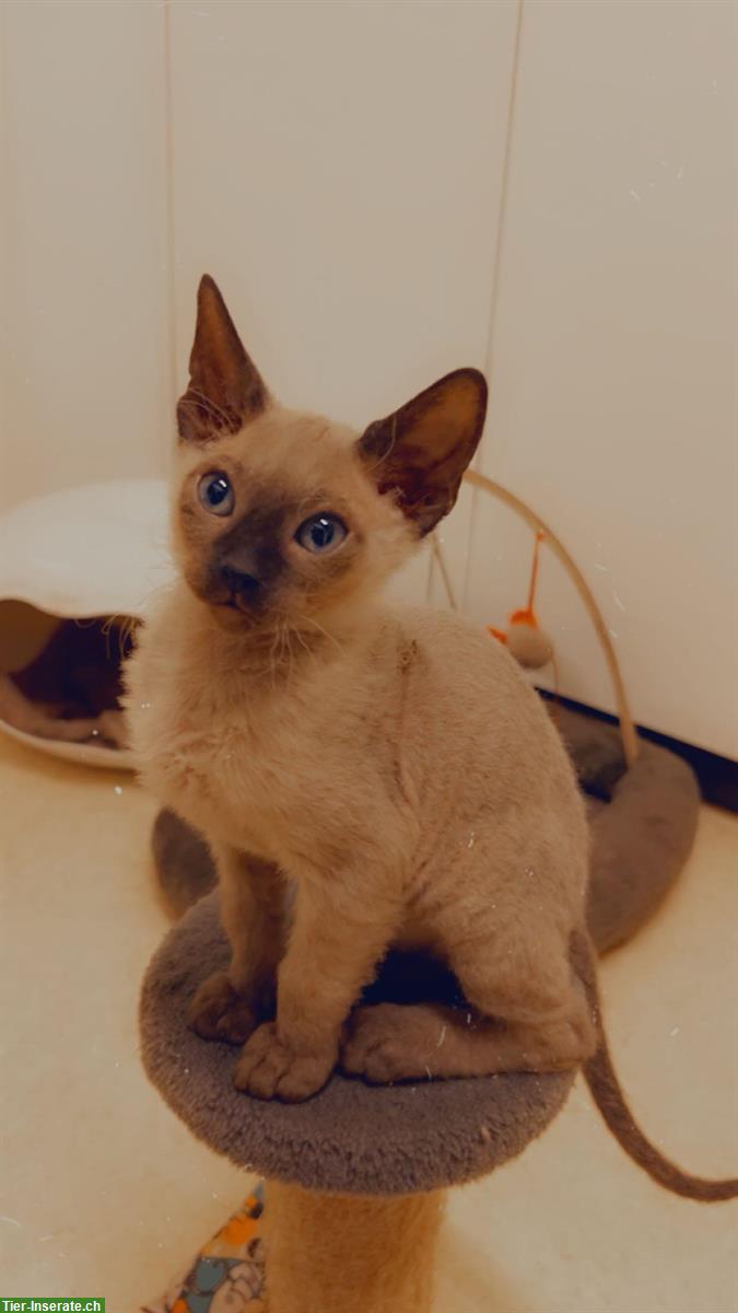 Bild 7: Don Sphynx Kitten mit Smaragd Augenfarbe