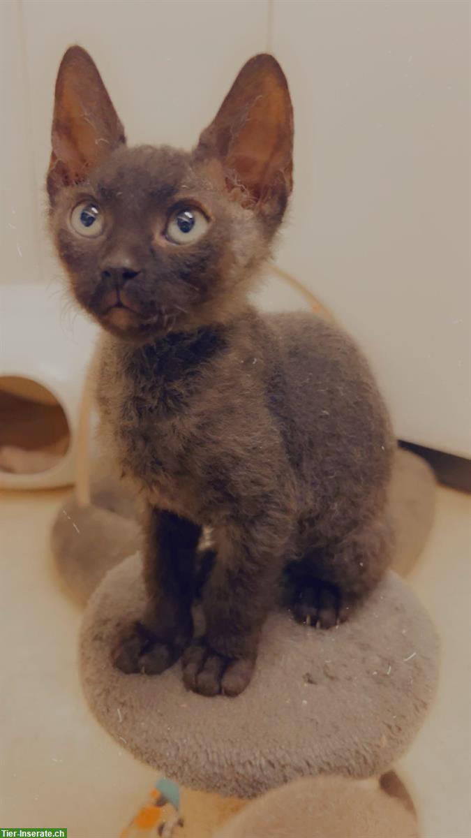 Bild 8: Don Sphynx Kitten mit Smaragd Augenfarbe