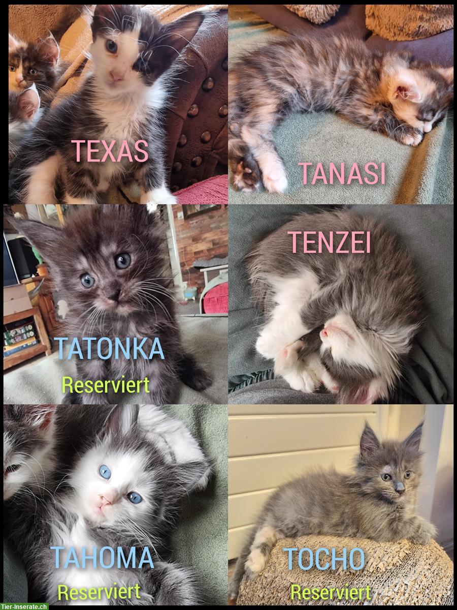 Reinrassige XXL Maine Coon Kitten