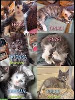 Reinrassige XXL Maine Coon Kitten