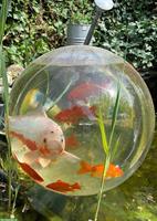 Koi und Goldfische suchen neues Zuhause