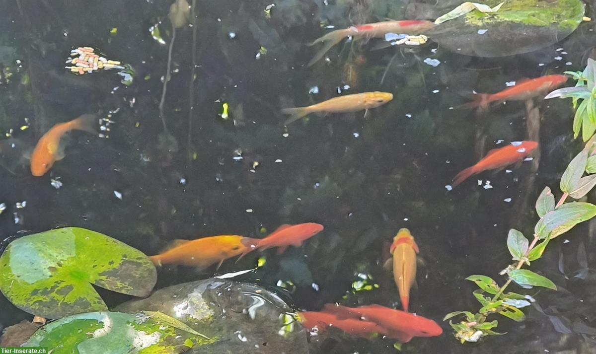 Bild 2: Koi und Goldfische suchen neues Zuhause