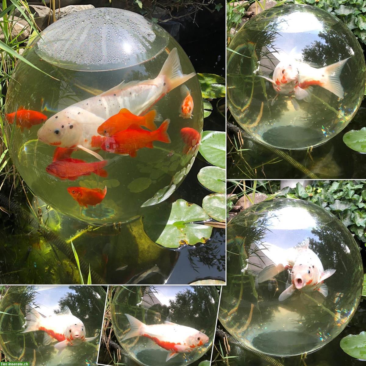 Bild 3: Koi und Goldfische suchen neues Zuhause