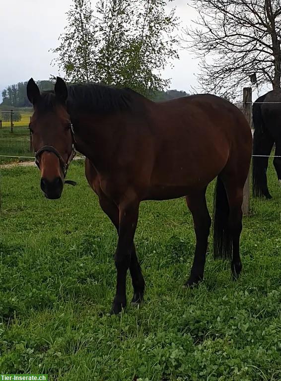 Reitbeteiligung in Zuzwil (Bern) für temperamentvolle Irländer-Stute