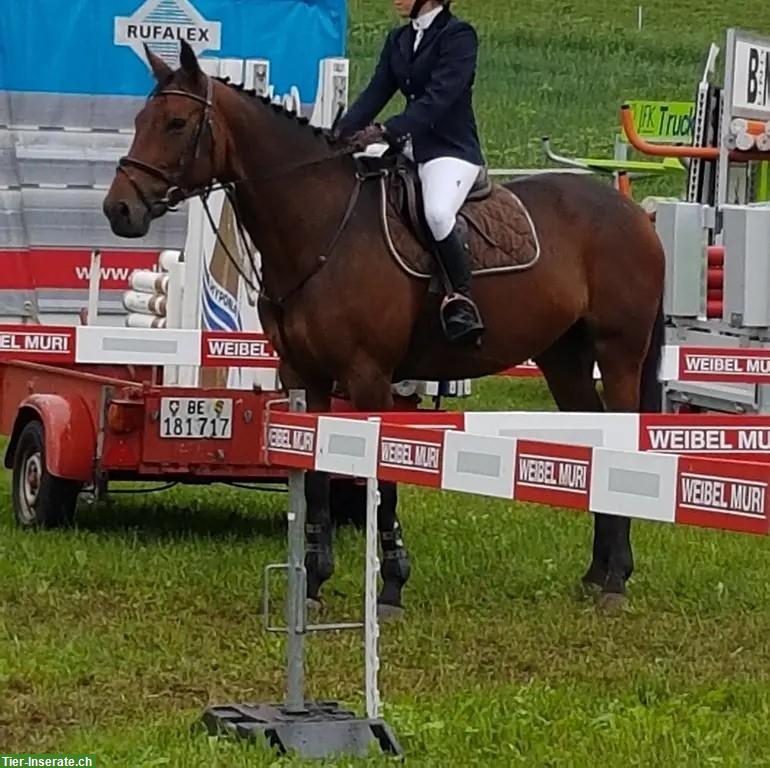 Bild 2: Reitbeteiligung in Zuzwil (Bern) für temperamentvolle Irländer-Stute