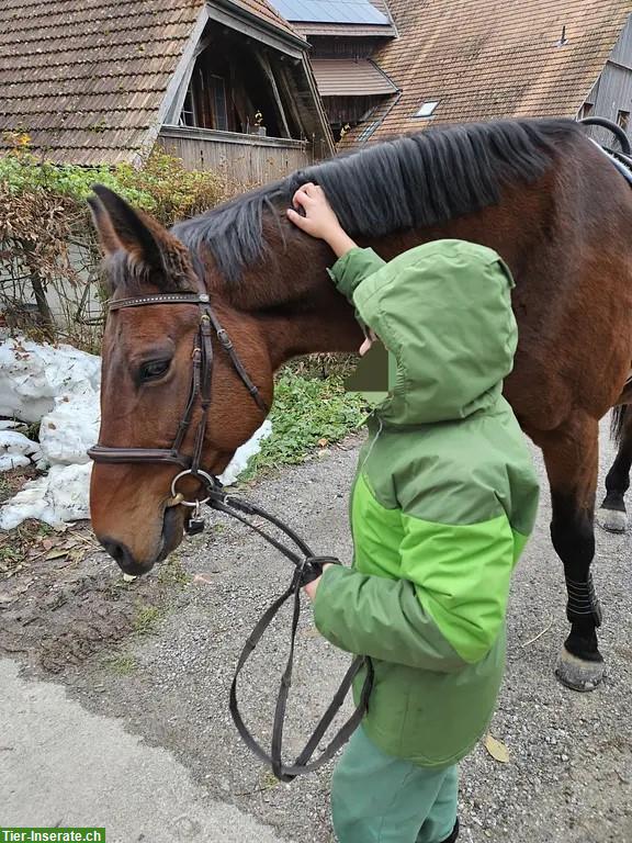 Bild 3: Reitbeteiligung in Zuzwil (Bern) für temperamentvolle Irländer-Stute