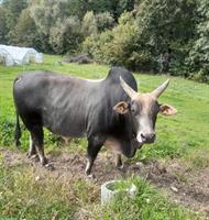 Zebu Stier (Bio) zu verkaufen
