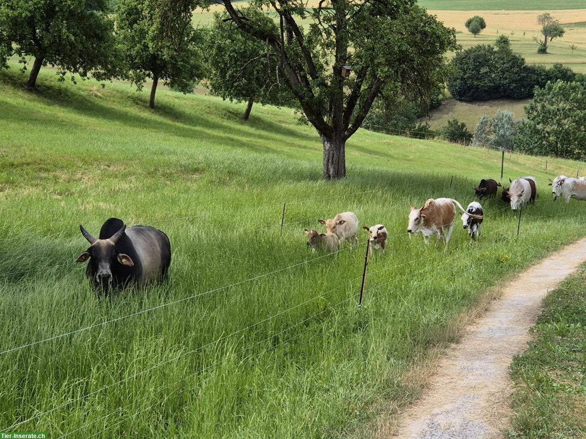Bild 3: Zebu Stier (Bio) zu verkaufen