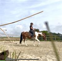 Kleinpferd, tolle Andalusier Stute