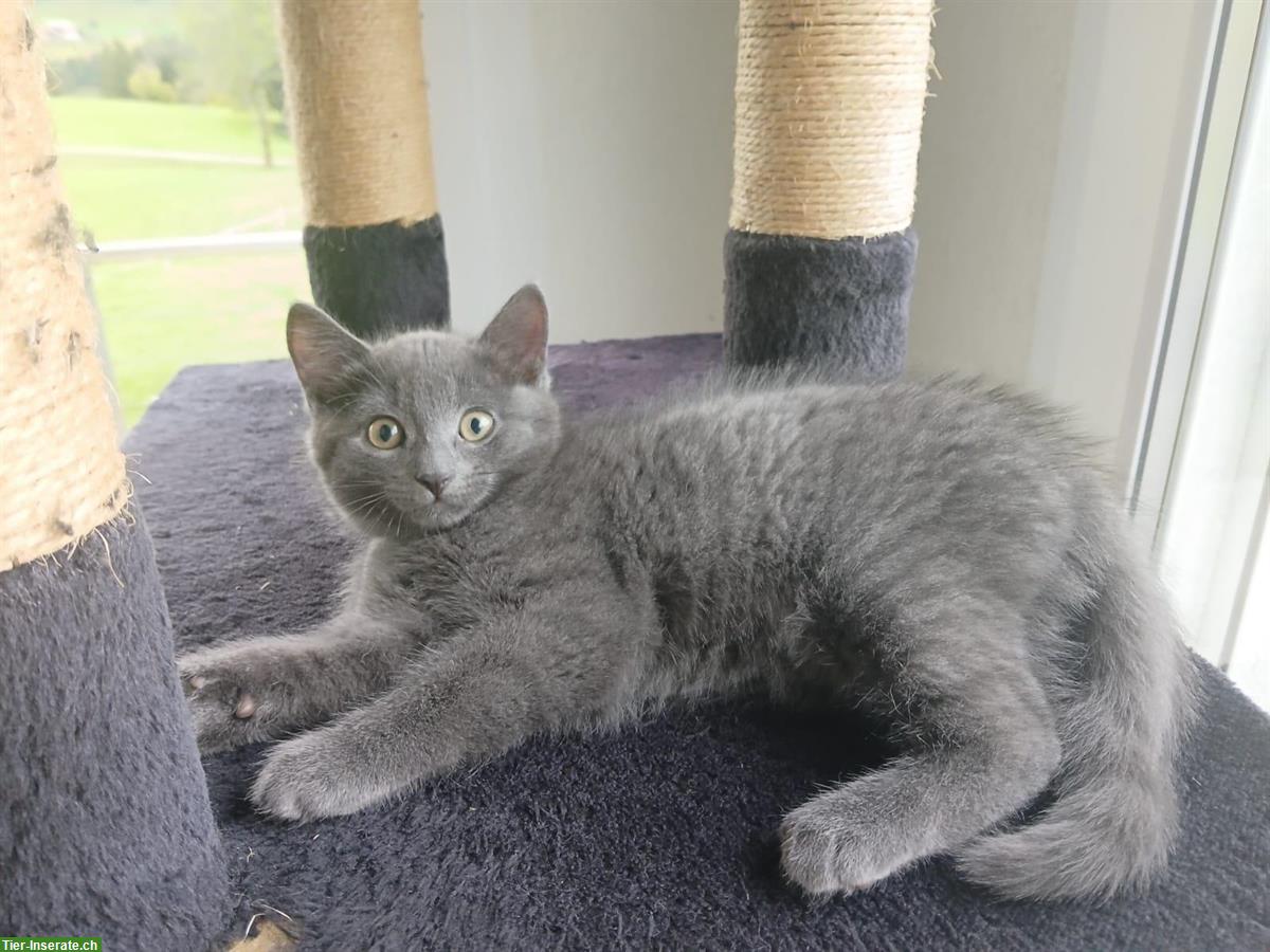 Bild 2: Kartäuser-Mix Kitten zu vergeben