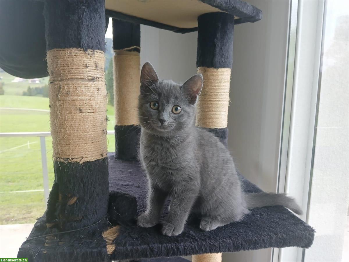 Bild 3: Kartäuser-Mix Kitten zu vergeben