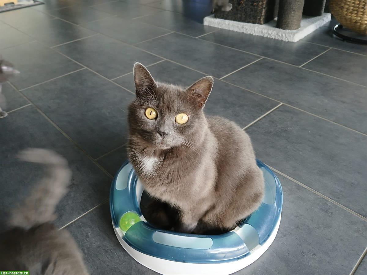 Bild 4: Kartäuser-Mix Kitten zu vergeben