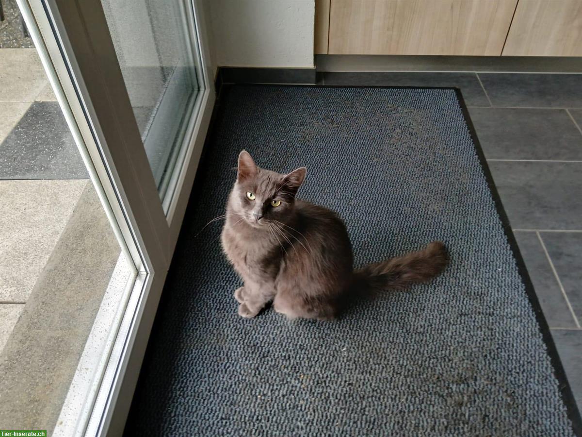 Bild 5: Kartäuser-Mix Kitten zu vergeben