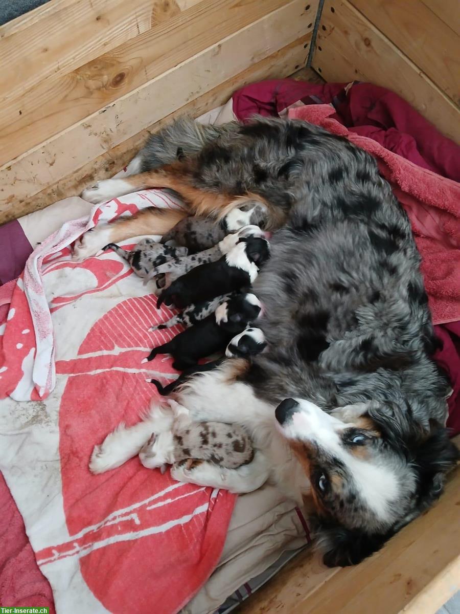 Einen Wurf Border Collie Welpen zu vergeben
