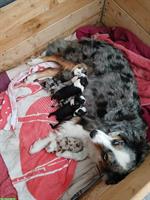 Einen Wurf Border Collie Welpen zu vergeben