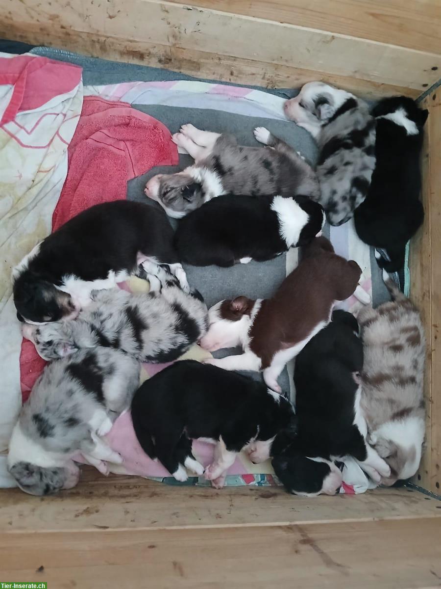 Bild 2: Einen Wurf Border Collie Welpen zu vergeben