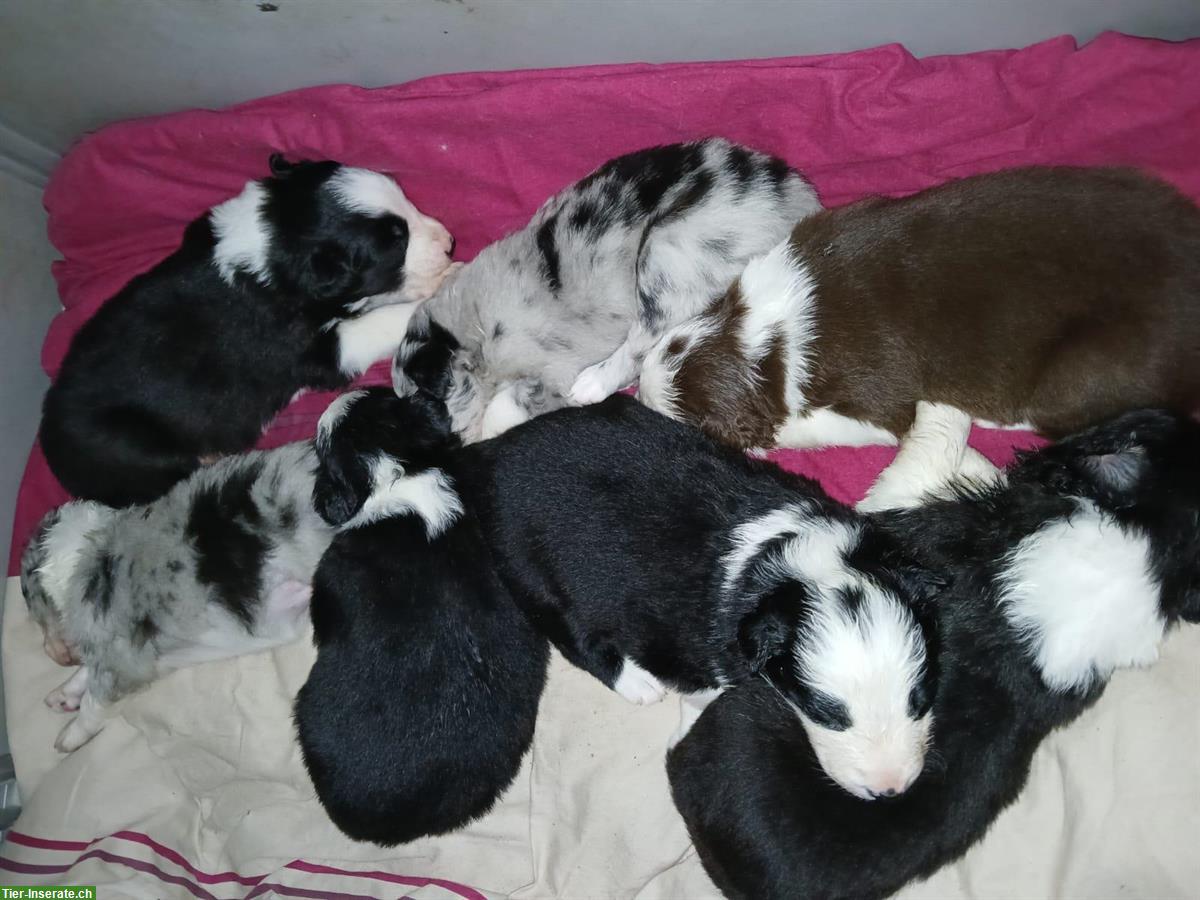 Bild 3: Einen Wurf Border Collie Welpen zu vergeben