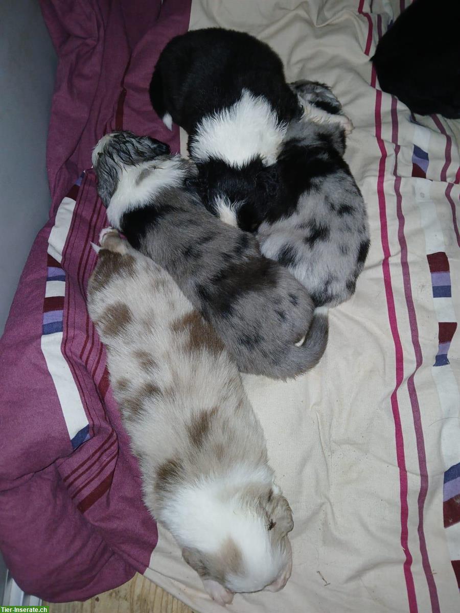 Bild 4: Einen Wurf Border Collie Welpen zu vergeben
