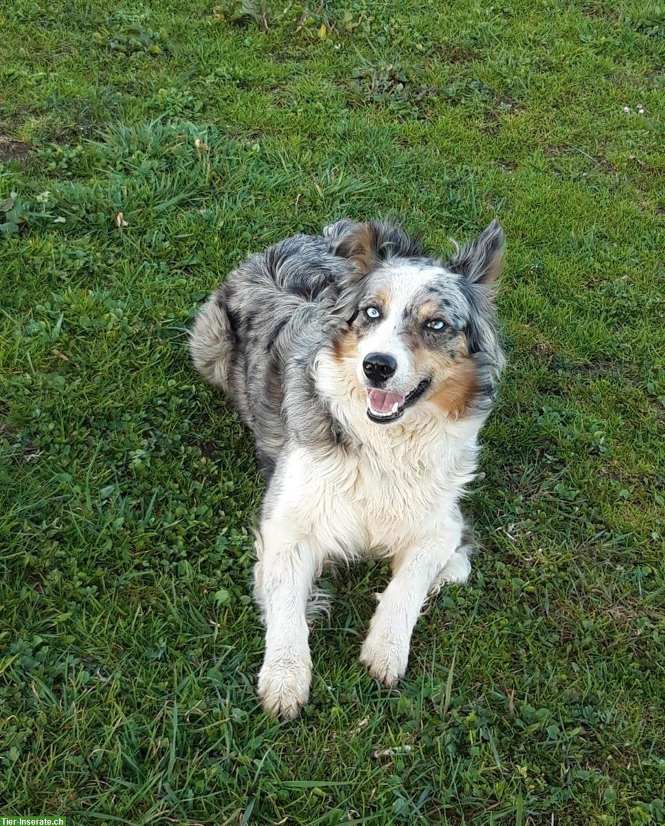 Bild 5: Einen Wurf Border Collie Welpen zu vergeben