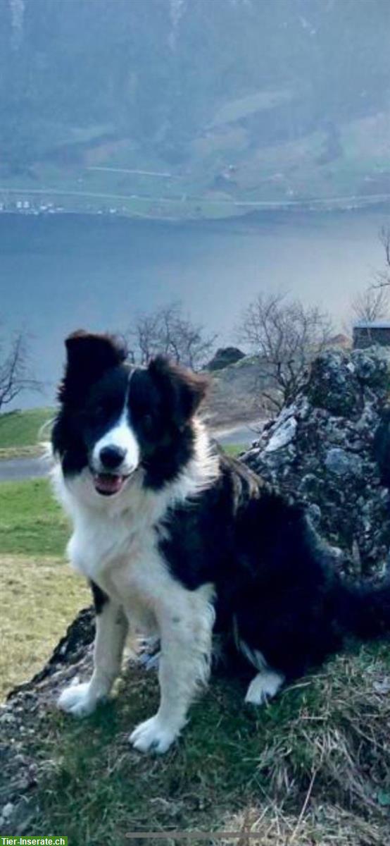 Bild 6: Einen Wurf Border Collie Welpen zu vergeben