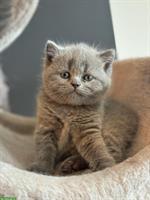 BKH Kitten in Blue Point und Lilac