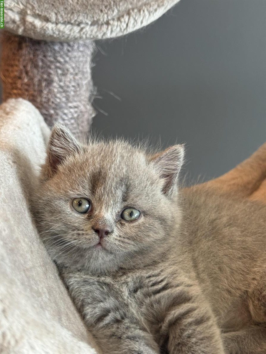 Bild 2: BKH Kitten in Blue Point und Lilac