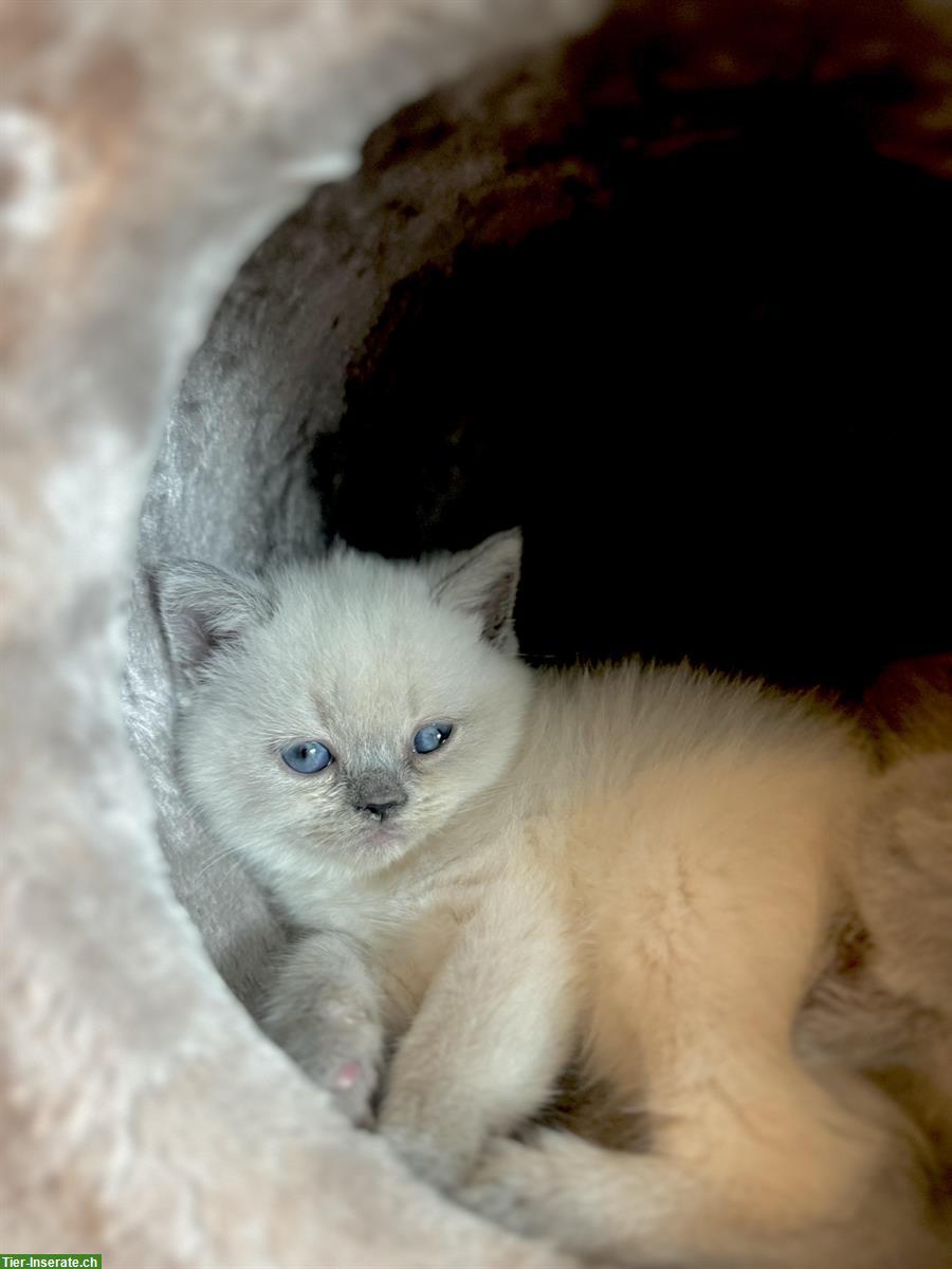 Bild 3: BKH Kitten in Blue Point und Lilac
