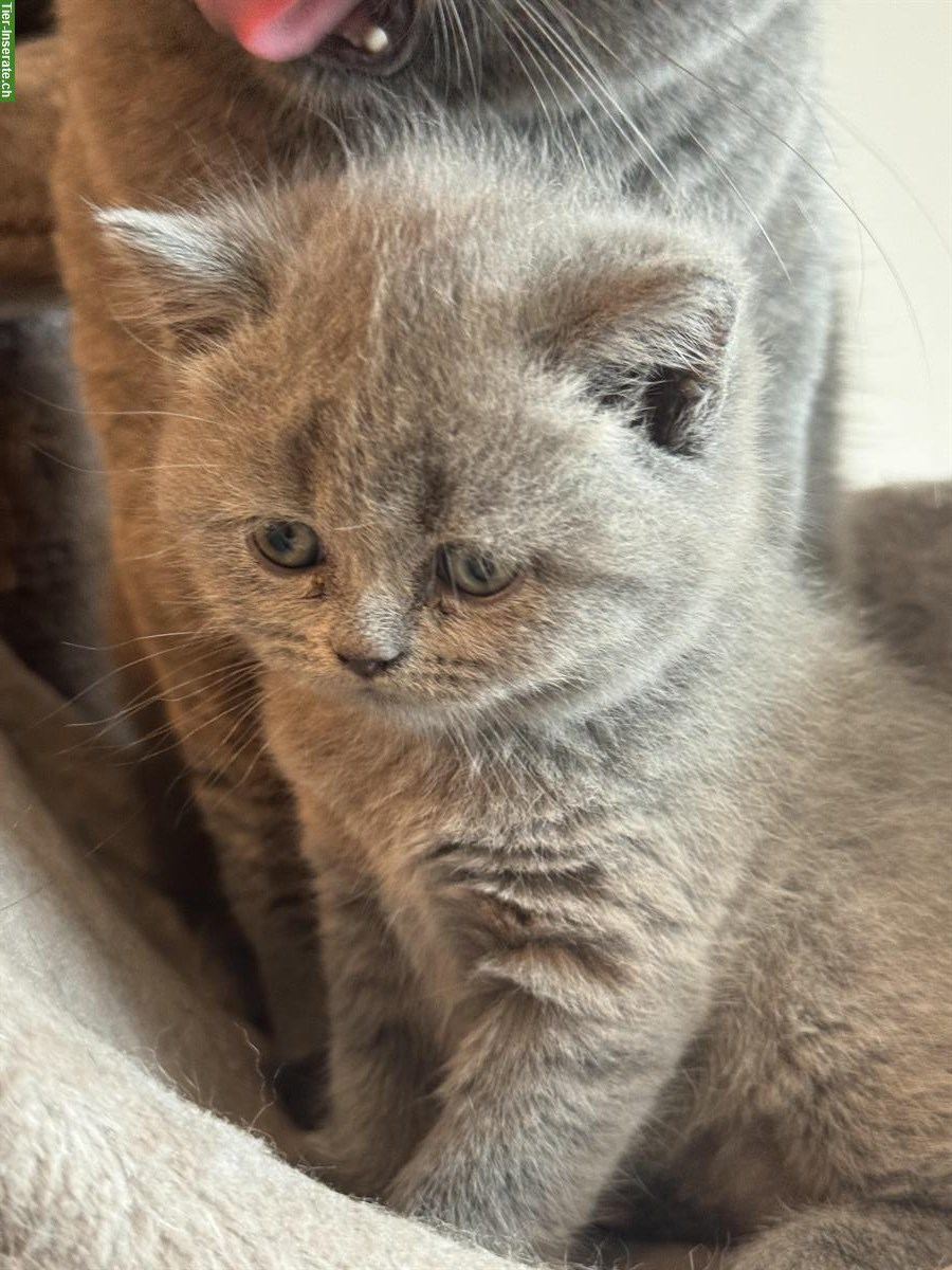Bild 4: BKH Kitten in Blue Point und Lilac