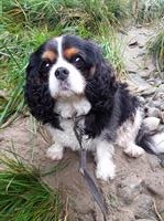 Hundebetreuung für deinen Liebling in St. Gallen