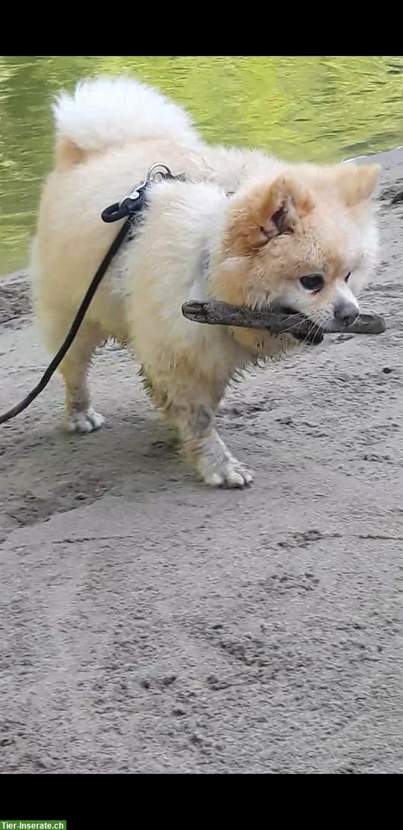 Bild 2: Hundebetreuung für deinen Liebling in St. Gallen