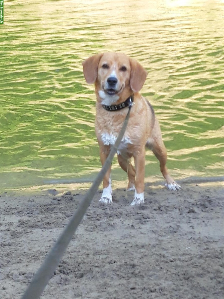 Bild 3: Hundebetreuung für deinen Liebling in St. Gallen