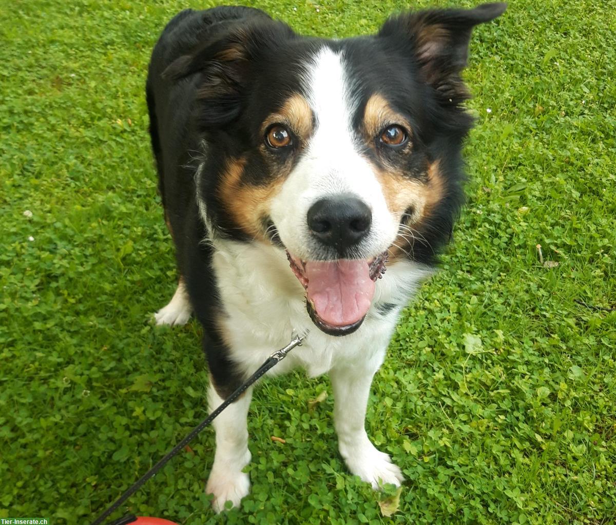 Bild 6: Hundebetreuung für deinen Liebling in St. Gallen