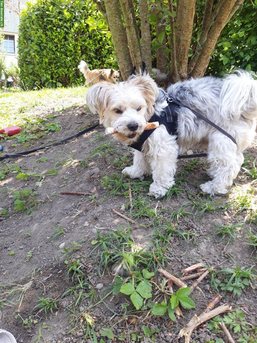 Bild 7: Hundebetreuung für deinen Liebling in St. Gallen