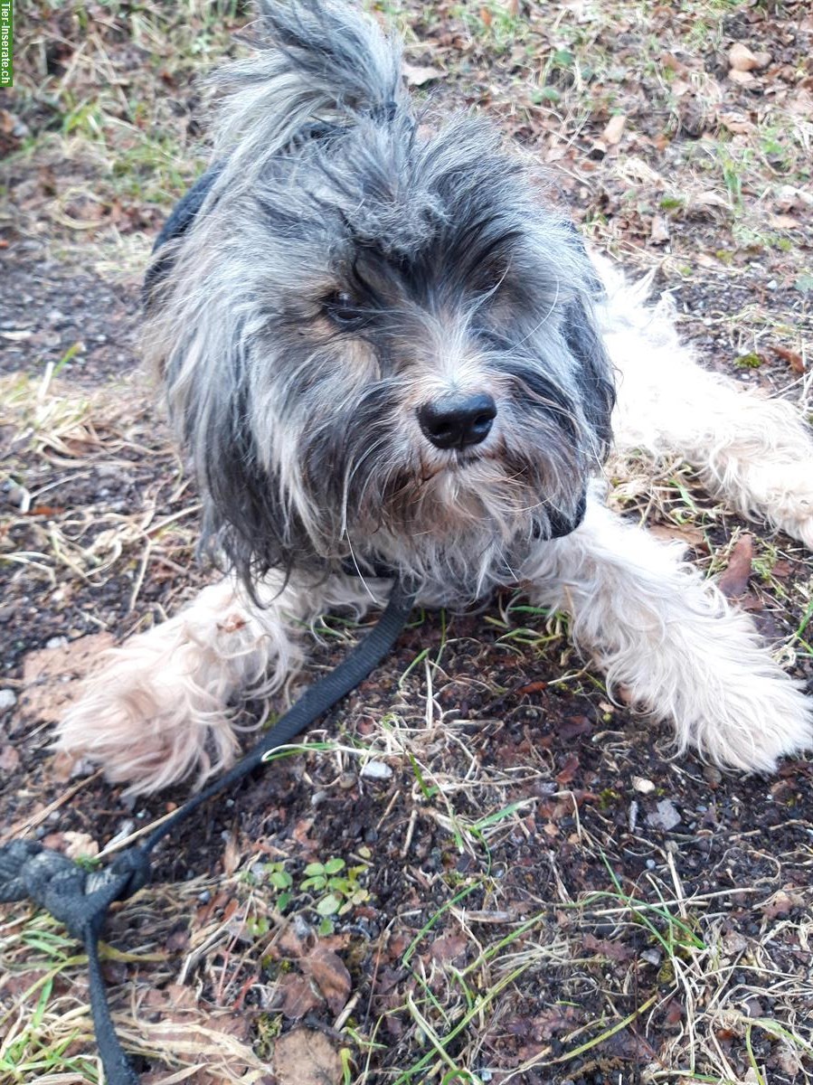 Bild 8: Hundebetreuung für deinen Liebling in St. Gallen