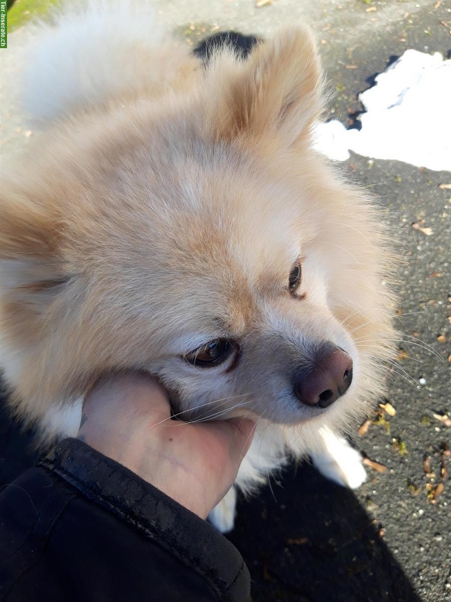 Bild 9: Hundebetreuung für deinen Liebling in St. Gallen