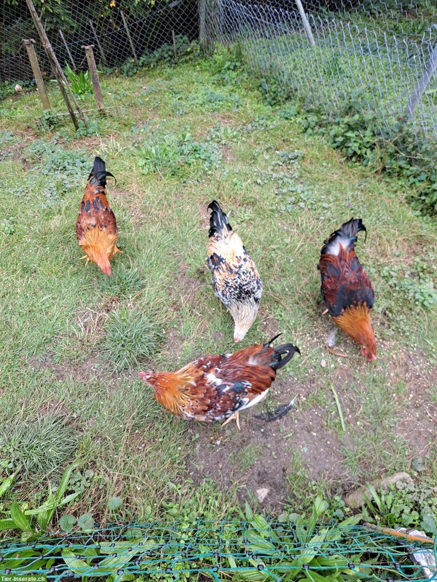 GRATIS: Schwedische Blumenhuhn Junghähne