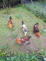 GRATIS: Schwedische Blumenhuhn Junghähne