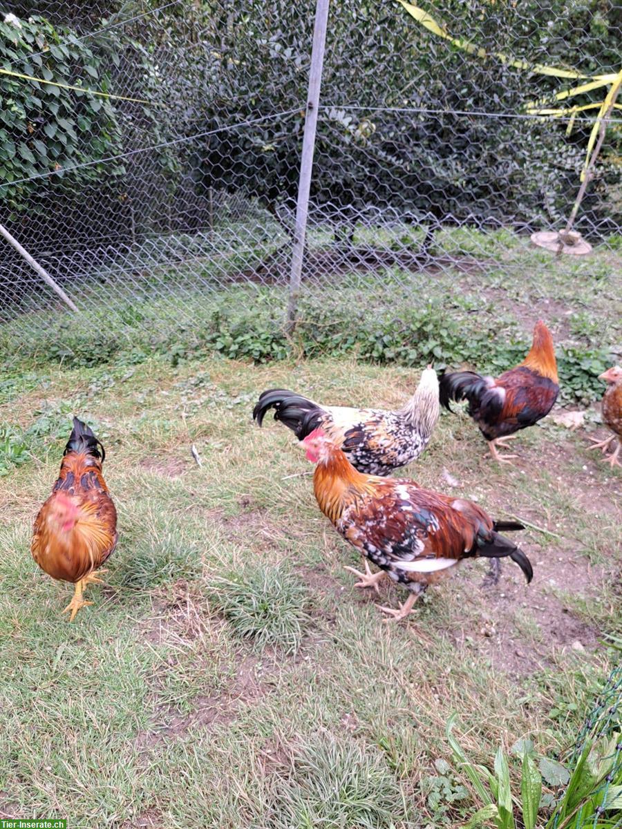 Bild 2: GRATIS: Schwedische Blumenhuhn Junghähne