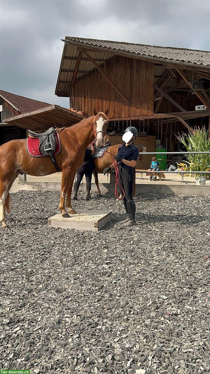 Bild 2: Freiberger kaufen: 3-jähriger Wallach mit tollen Grundgangarten