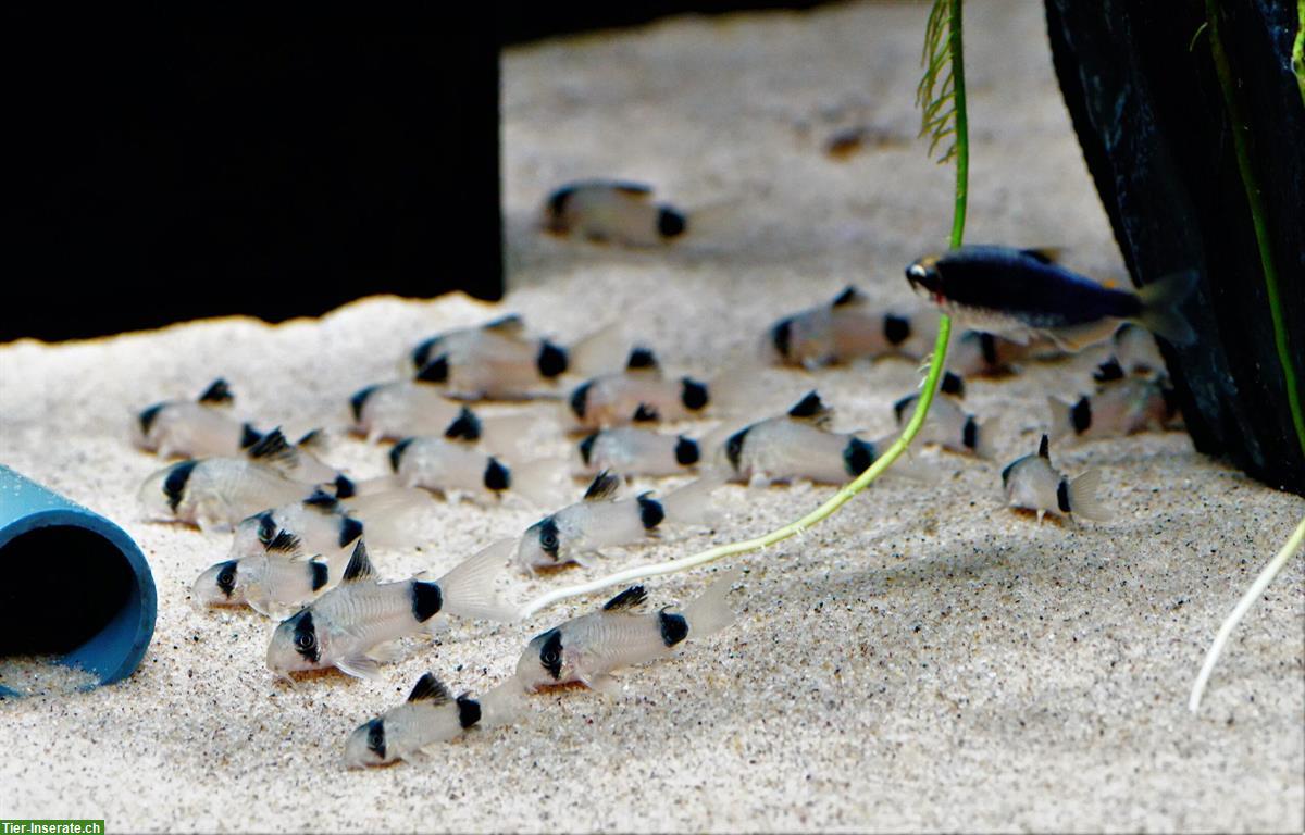 Panda-Panzerwelse (Corydoras panda) zu verkaufen
