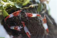 Red Rili Garnelen zu verkaufen