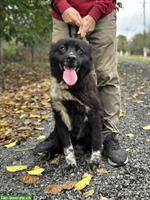 Traumhund männlich, kastriert sucht liebes Zuhause