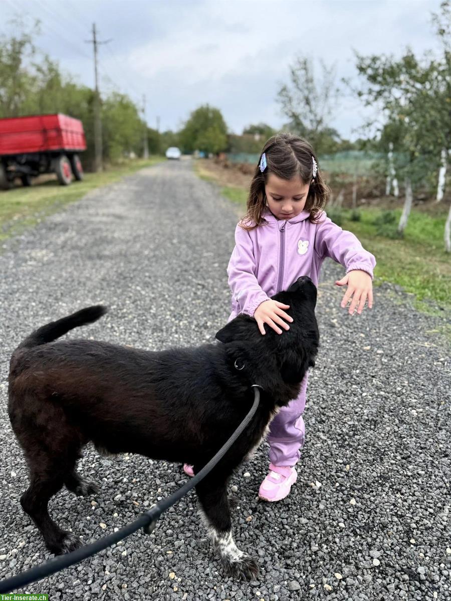 Bild 2: Traumhund männlich, kastriert sucht liebes Zuhause
