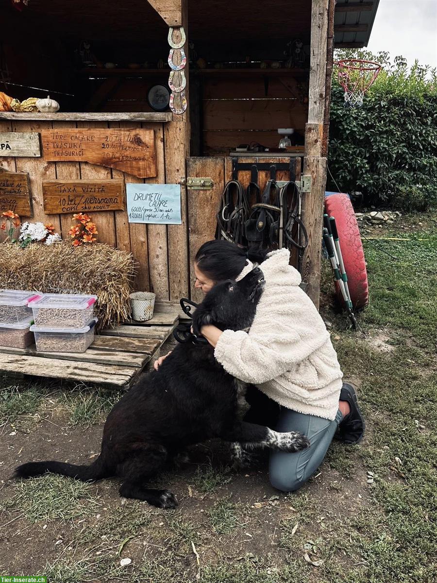 Bild 3: Traumhund männlich, kastriert sucht liebes Zuhause