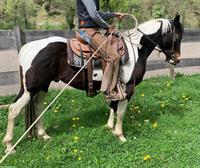 3-jähriger Paint Horse Wallach, Angeritten!