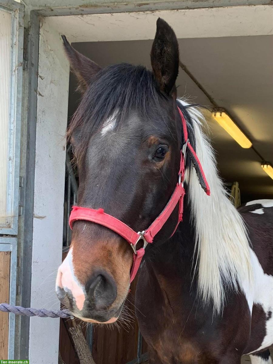 Bild 2: 3-jähriger Paint Horse Wallach, Angeritten!