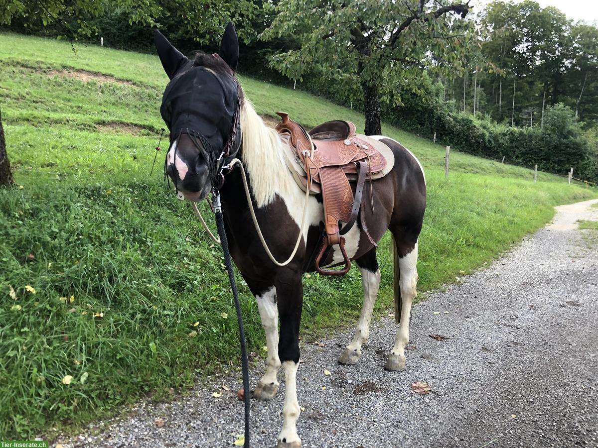 Bild 3: 3-jähriger Paint Horse Wallach, Angeritten!